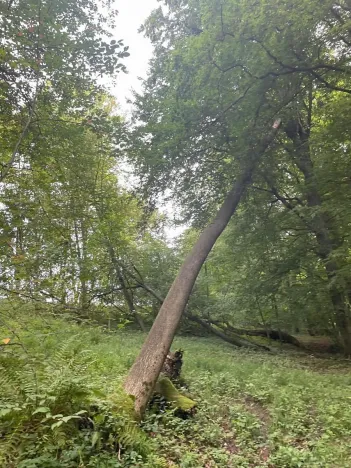 Prodej lesa, Český Těšín, 5193 m2