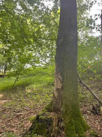 Prodej lesa, Český Těšín, 5193 m2