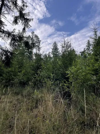 Prodej lesa, Bělá u Jevíčka, 5469 m2