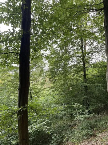 Prodej pozemku, Bohdíkov, 14508 m2