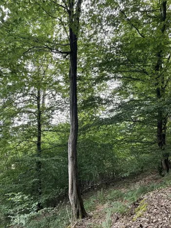 Prodej pozemku, Bohdíkov, 14508 m2