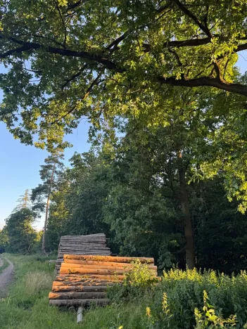 Prodej lesa, Vlašim, 3990 m2