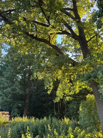 Prodej lesa, Vlašim, 3990 m2