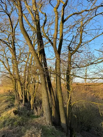 Prodej lesa, Mělnické Vtelno, 4269 m2