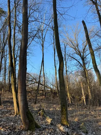 Prodej lesa, Mělnické Vtelno, 14092 m2