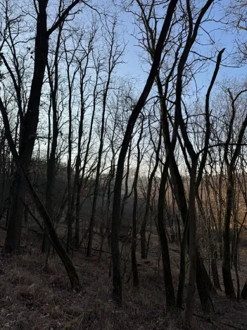 Prodej lesa, Mělnické Vtelno, 14092 m2