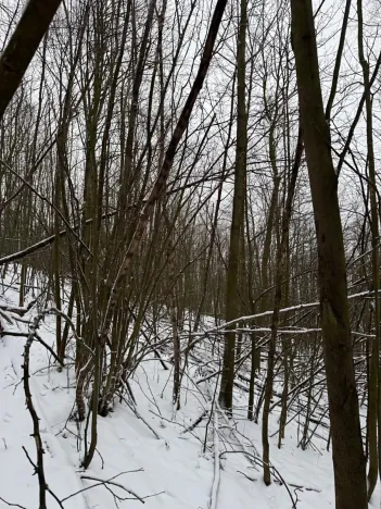 Prodej lesa, Starý Jičín, 12582 m2