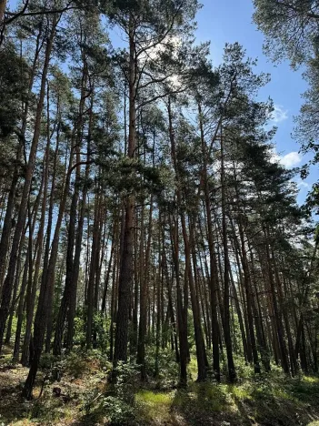 Prodej lesa, Náměšť nad Oslavou, 4445 m2