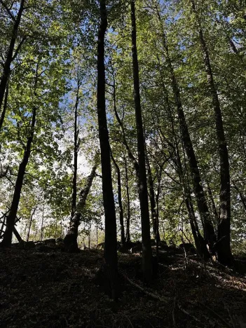Prodej podílu lesa, Žulová, 7174 m2