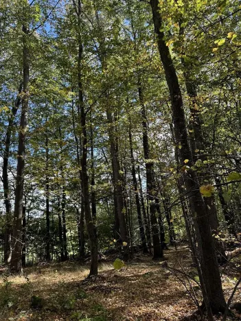 Prodej podílu lesa, Žulová, 7174 m2