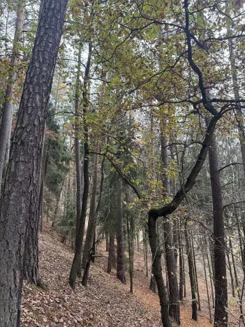 Prodej lesa, Luká, 8606 m2