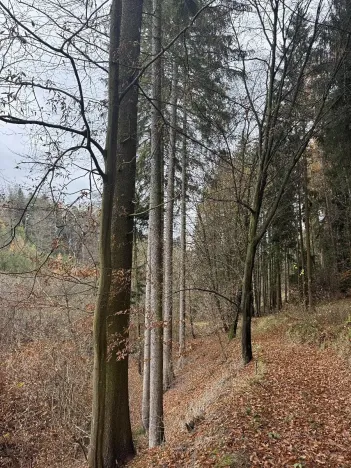 Prodej lesa, Luká, 8606 m2