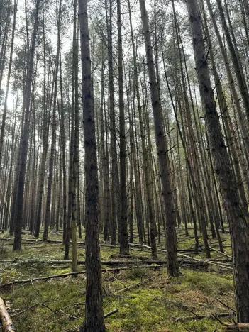 Prodej lesa, Hromnice, 20955 m2