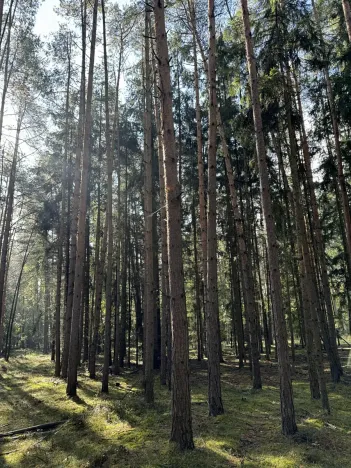 Prodej lesa, Hromnice, 12972 m2