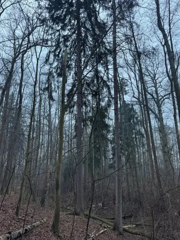 Prodej pozemku, Třebechovice pod Orebem, 14875 m2