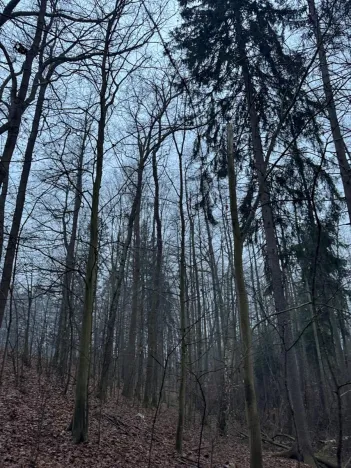 Prodej pozemku, Třebechovice pod Orebem, 14875 m2