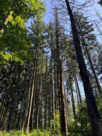 Prodej podílu lesa, Liberk, 5585 m2