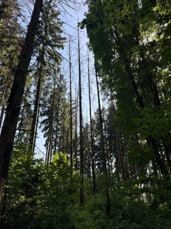Prodej podílu lesa, Liberk, 5585 m2
