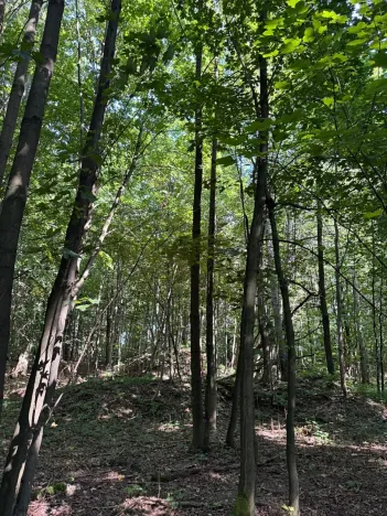 Prodej podílu lesa, Liberk, 5585 m2