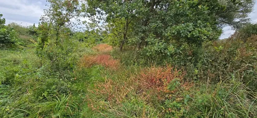 Prodej zahrady, Borek, 3737 m2