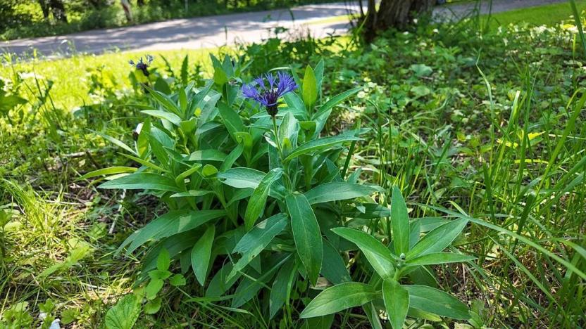 Prodej pozemku pro bydlení, Rokytnice v Orlických horách, 271 m2