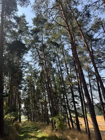 Prodej podílu lesa, Volenice, 3827 m2