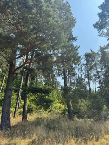 Prodej podílu lesa, Volenice, 3827 m2