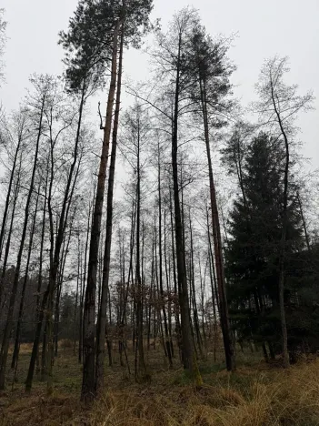 Prodej pozemku, Veliny, 50855 m2