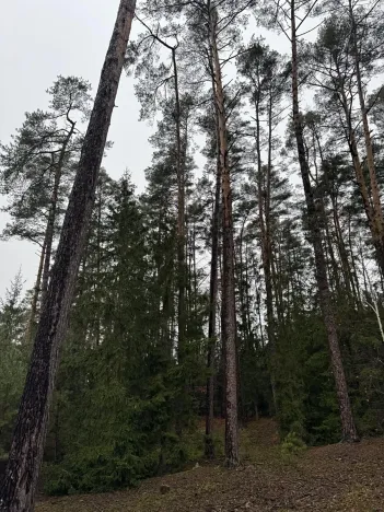 Prodej pozemku, Veliny, 50855 m2