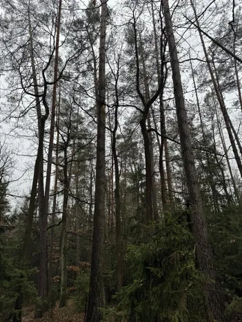 Prodej pozemku, Veliny, 50855 m2