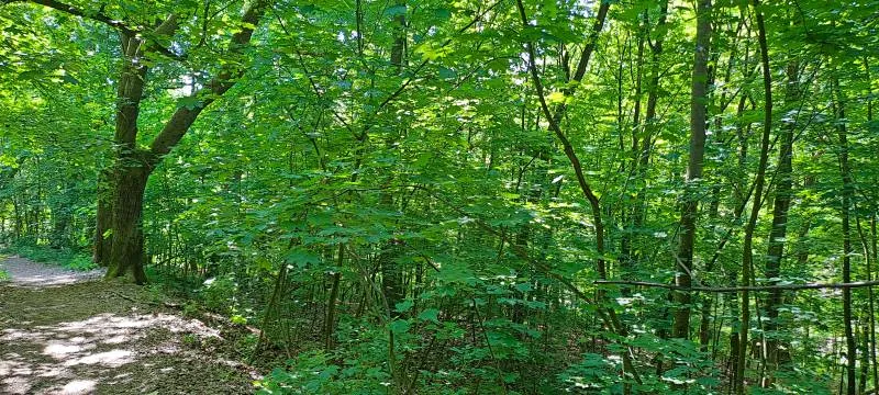 Prodej pozemku, Bechyně, 7030 m2