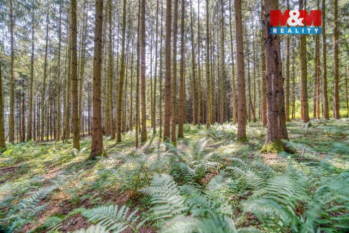 Prodej lesa, Močerady - Nové Dvory, 6098 m2