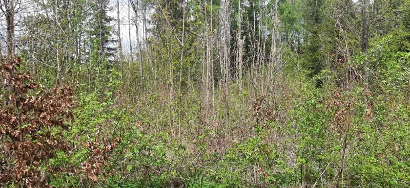 Prodej lesa, Frýdlant nad Ostravicí, 648 m2