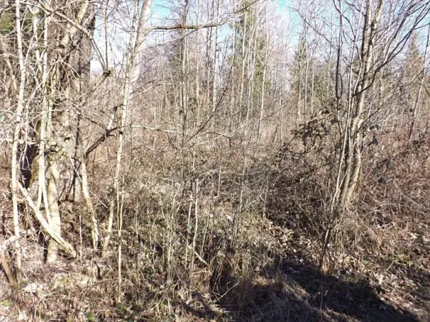 Prodej lesa, Frýdlant nad Ostravicí, 648 m2