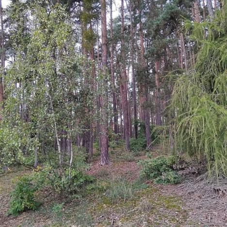 Prodej lesa, Nečín, 44533 m2