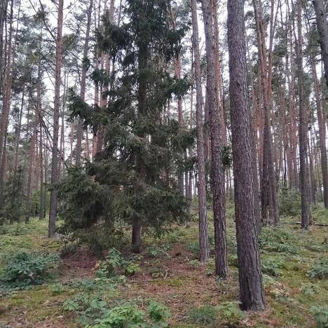 Prodej lesa, Nečín, 44533 m2