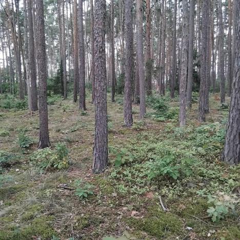 Prodej lesa, Nečín, 44533 m2