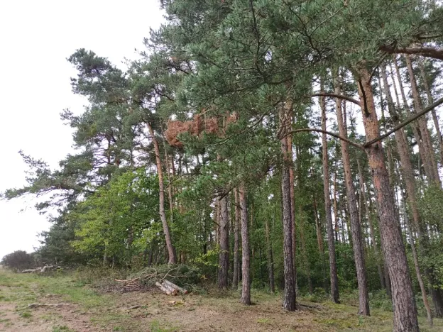 Prodej lesa, Nečín, 44533 m2