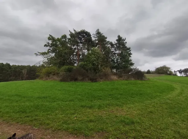 Prodej lesa, Nečín, 44533 m2