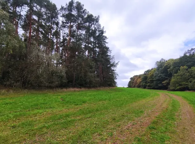 Prodej lesa, Nečín, 44533 m2