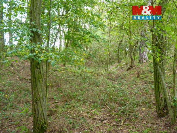 Prodej lesa, Drahobuz, 1252 m2