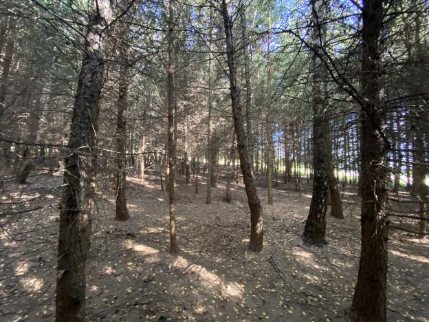 Prodej lesa, Lánov - Horní Lánov, 15996 m2