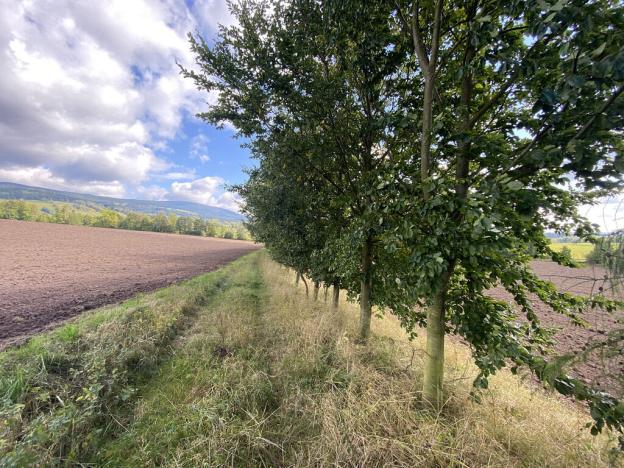 Prodej lesa, Lánov - Horní Lánov, 15996 m2