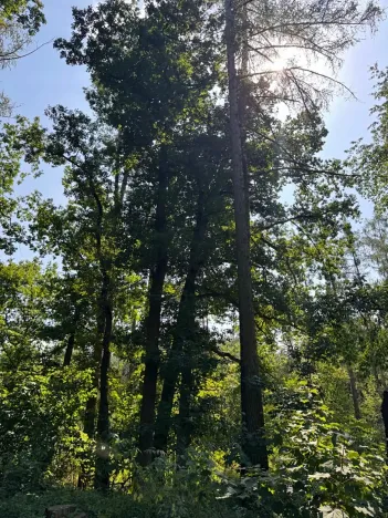 Prodej lesa, Bolehošť, 3558 m2