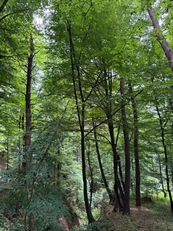Prodej lesa, Krňany, 11304 m2