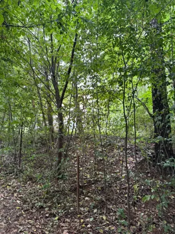 Prodej lesa, Krňany, 11304 m2