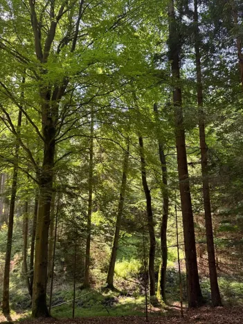 Prodej lesa, Ločenice, 16414 m2