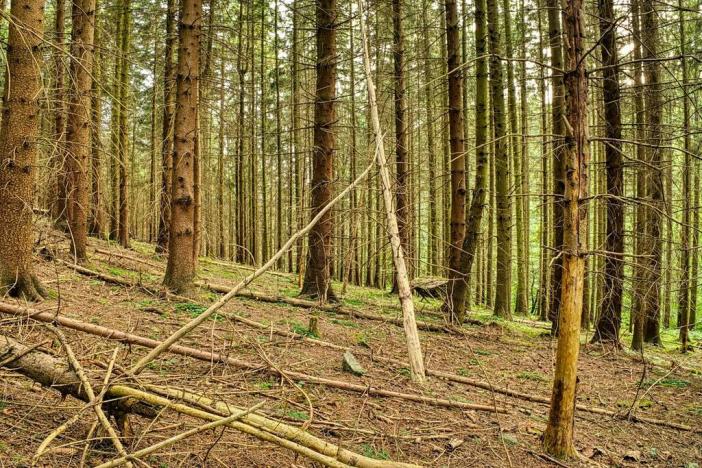 Prodej lesa, Lišany, 5889 m2