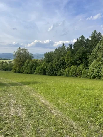 Dražba lesa, Vidče, 12993 m2