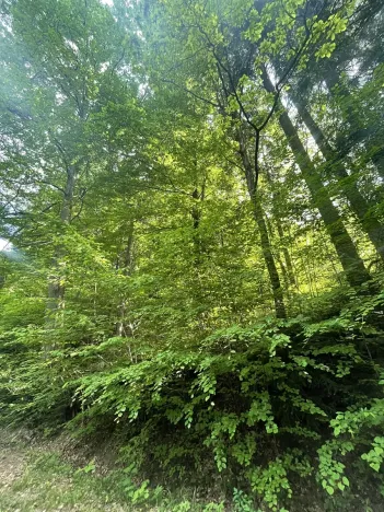 Dražba lesa, Vidče, 12993 m2